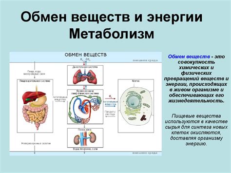 Питание и питье: гарантия энергии и удовольствия