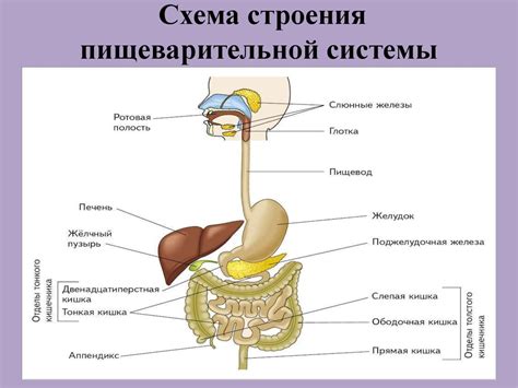 Пищеварительная система и ее роль в организме