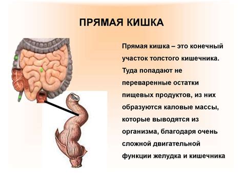 Пищеварительная система и ее роль в усвоении пищи