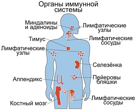 Плохие привычки и иммунная система