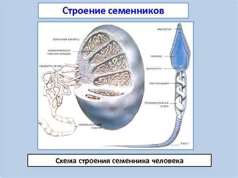 Поведение и местоположение сперматозоидов