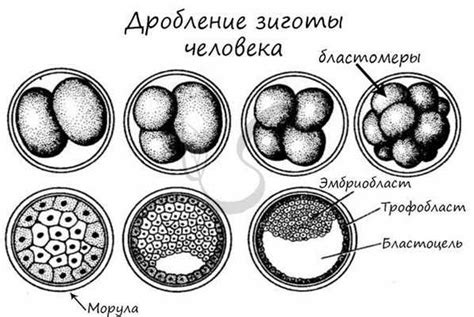 Поверхностная структура плода