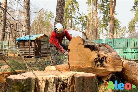 Повышение безопасности на территории после удаления деревьев