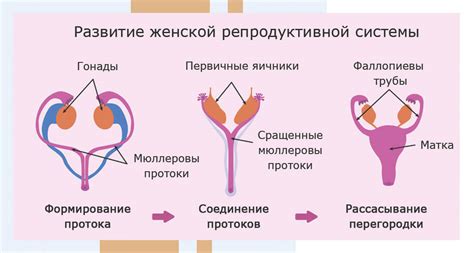 Повышенная активность органов репродуктивной системы