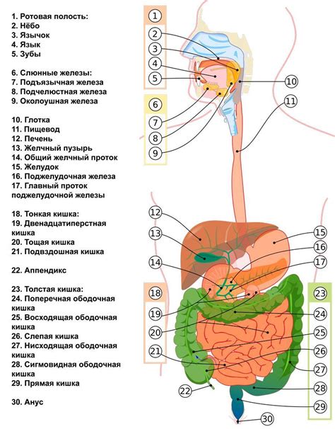 Повышенная нагрузка на органы пищеварения