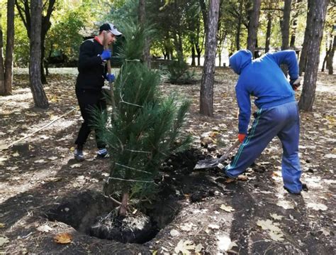 Подбор оптимального места для высадки кизила