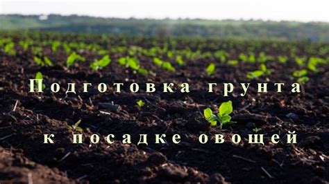 Подготовка грунта к зиме: основные этапы