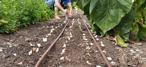 Подготовка почвы для успешной посадки чеснока в осенний период