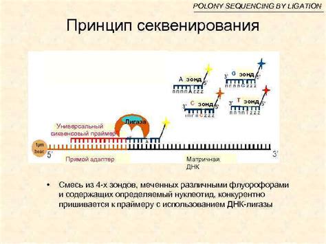 Подготовка препарата для определения нуклеотидной последовательности исследуемого участка трнк