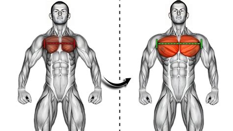 Поддерживаем грудные мышцы с помощью эффективных упражнений