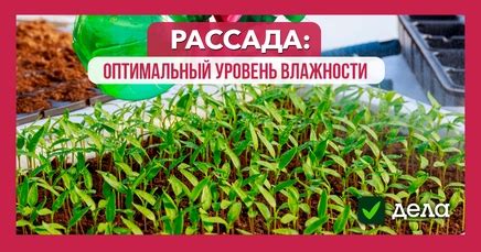 Поддерживайте оптимальный уровень влажности для вашего растения