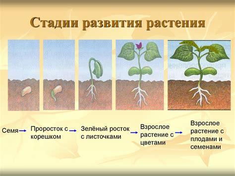 Поддержка растения во время роста и развития