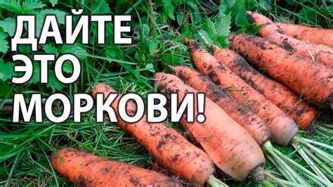 Подкормка и удобрение моркови в автоферме