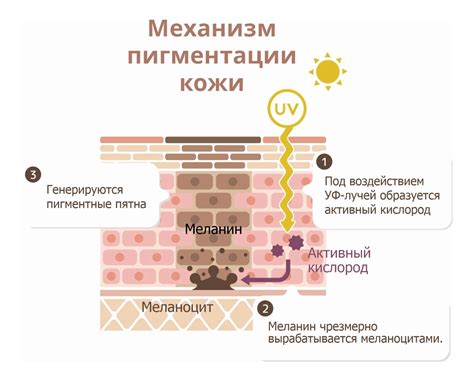 Подробная пошаговая схема для достижения привлекательной эффектной пигментации кожи