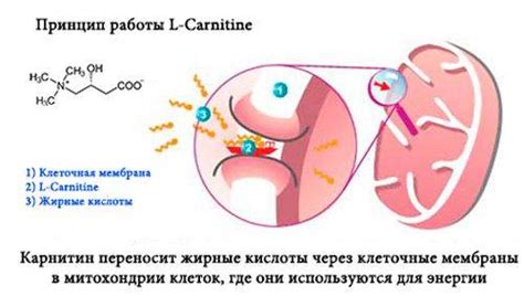 Подробно изучаем принципы действия л-карнитина на организм