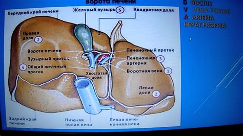 Полезное воздействие тюбажа с влагой на функцию печени и желчного пузыря