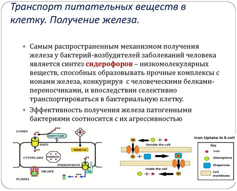 Полезность и содержание полезных веществ в икре нерки