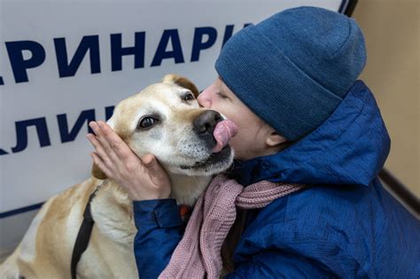 Помощь пострадавшей собаке и осведомленность о дальнейших проблемах