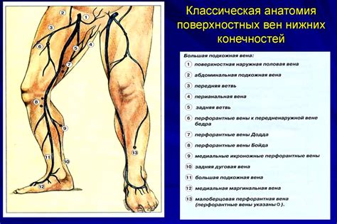 Понимание основных факторов, вызывающих дискомфорт в сосудах на нижних конечностях