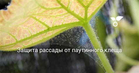 Понимание проблемы: характеристика и воздействие паутины клеща на растения