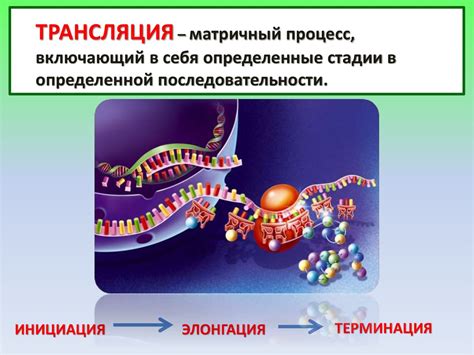 Понимание процессов передачи генетической информации, формирующих уникальную личность человека