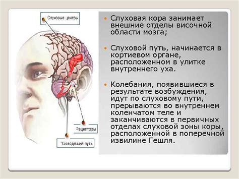 Понятие о третичности височной области мозга