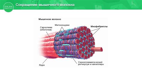 Поперечно-полосатая мускулатура: основные черты и роли