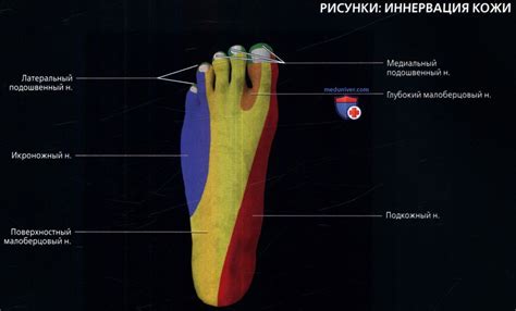 Популярные методы преодоления подкожного сожжения в области ноги