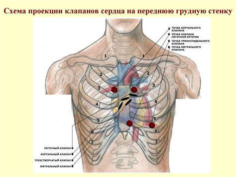 Последствия несостоятельности клапанов ВПА для сердечно-сосудистой системы