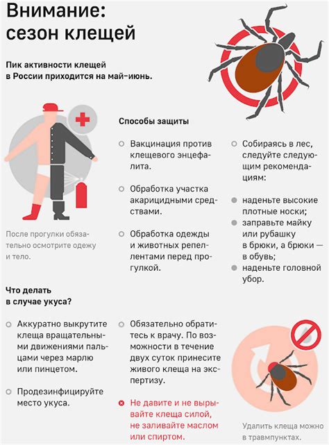 После удаления клеща: контроль за состоянием здоровья и необходимые меры предосторожности