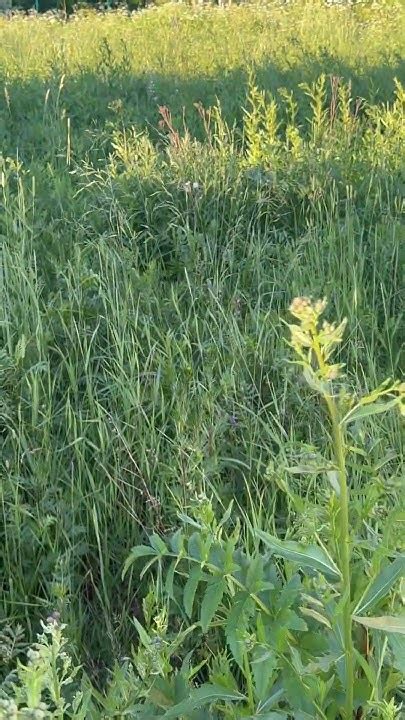 Постепенно охладите настоящую ароматическую траву перед ее замораживанием