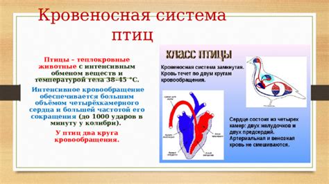 Построение базового круга и формирование тела птицы