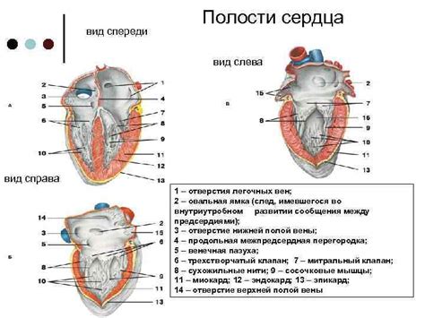 Потенциальные осложнения при неправильном или задержанном лечении вызванной утолщением полости сердца слева