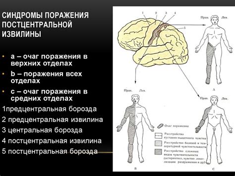 Потенциальные последствия и воздействие поражения головного центра важнейших функций организма