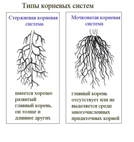 Потеря корневой системы и непрочное крепление в грунте