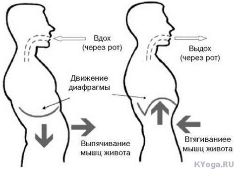 Почему дыхание животом способствует уменьшению веса