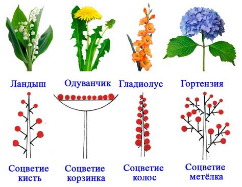 Почему растения формируют соцветия?