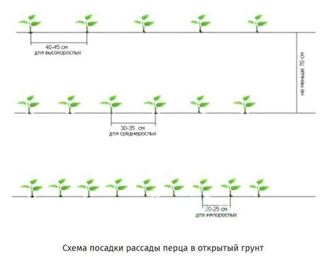 Правила посадки, расстояние между кустами