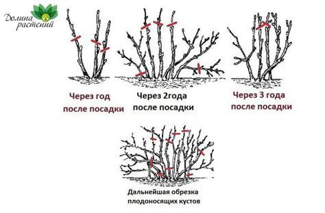 Правильная обрезка смородины для формирования кустарников