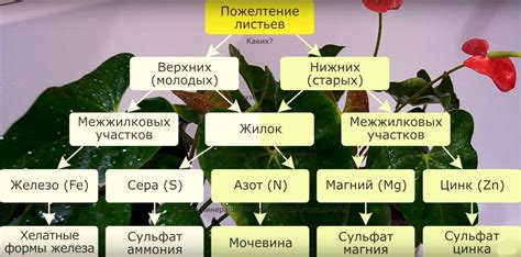 Правильное удобрение: эффективная профилактика нехватки питательных веществ