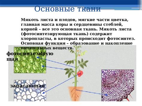 Предотвращение повреждений стеблей и плодов