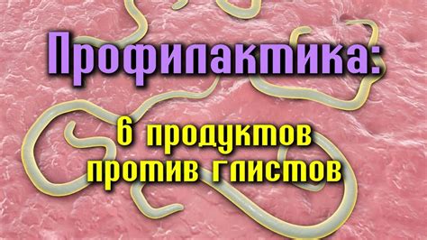 Предупреждение заражения паразитами у питомцев: вакцинация и профилактические препараты