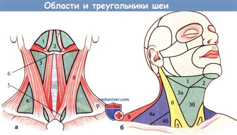 Предупреждение появления тревожно-напряженных зон на области шеи