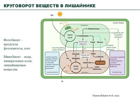 Преимущества активации механизмов для споспешения развития растений