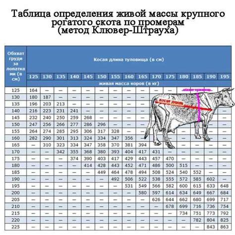 Преимущества использования рулетки при определении массы быка