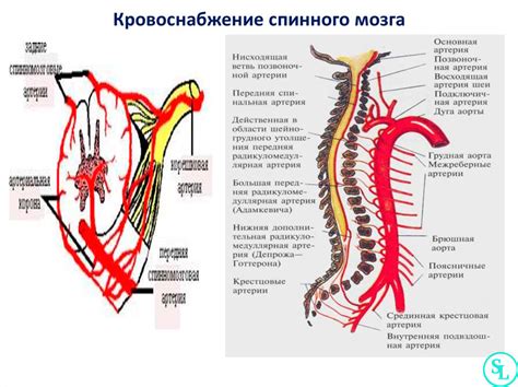 Преимущества и недостатки димма по сравнению с димом