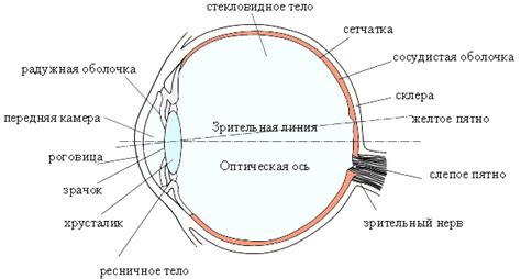 Преимущества правого глаза и их объяснение