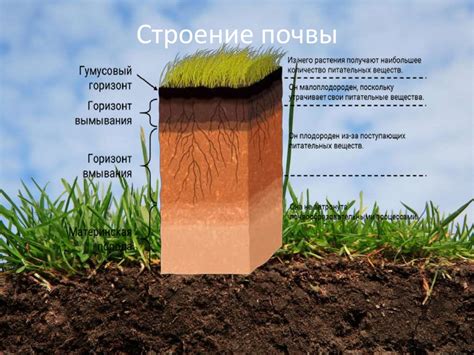 Приготовление почвы и основные требования к ее составу