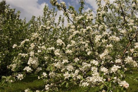 Признаки готовности цветов для подрезки