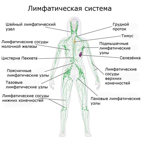 Признаки и симптомы воспаления узла лимфатической системы